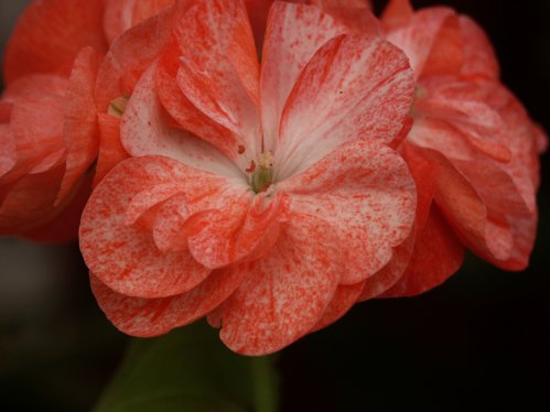Golden Anniversary - Gyllenbladiga pelargoner.