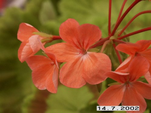 Golden Cleam - Gyllenbladiga pelargoner.