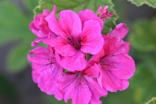 Golden Clorinda - Doftpelargoner.