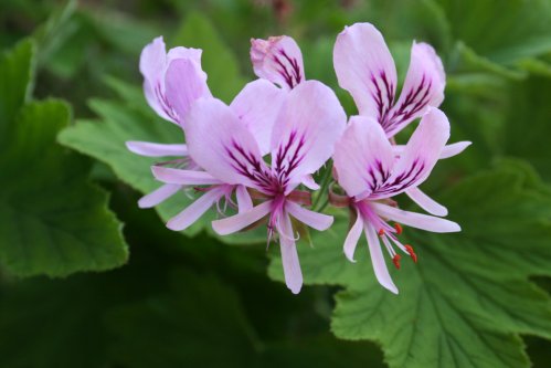 Gran Thomas - Doftpelargoner.
