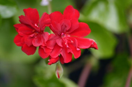 Granatit - H�ngpelargoner.