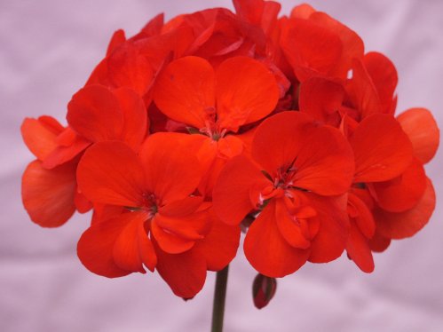 Grand Prix - Zonalpelargoner.