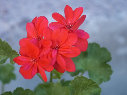 Granny Hewitt - Mini- och Dv�rgpelargoner.