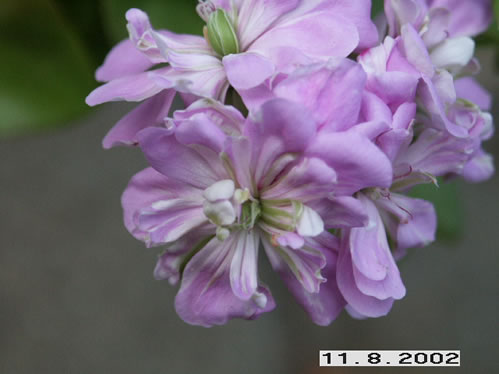 Green Eyes - H�ngpelargoner.