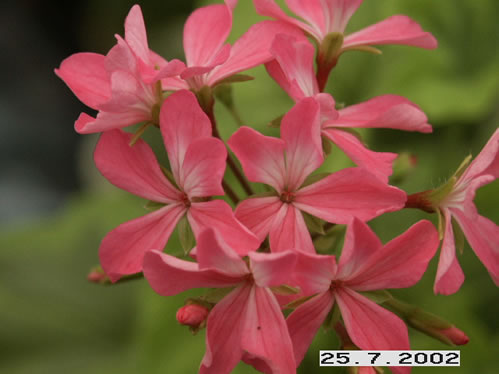 Grengold Kleimer Liebling - Mini- och Dv�rgpelargoner.