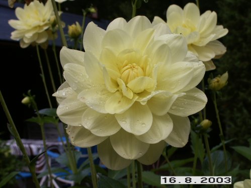 Gul Dalia - Dalior.