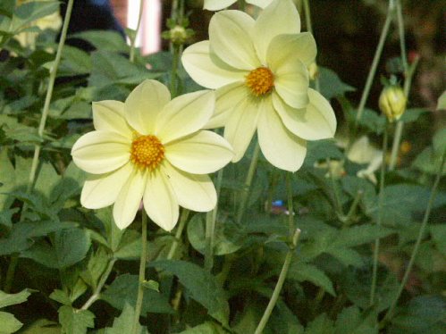 Gul Sommardalia - Dalior.
