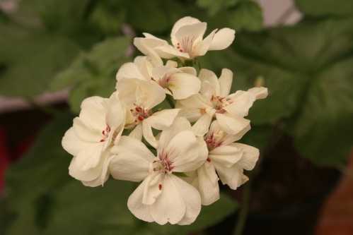 Gurnsey Flair - Zonalpelargoner.