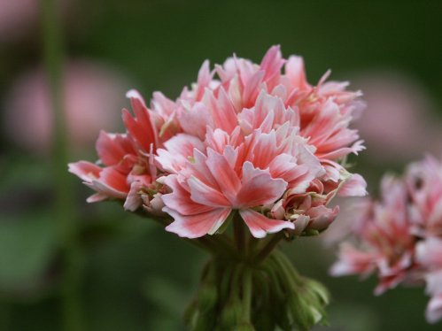 Gwen Levington - Stj�rnpelargoner.