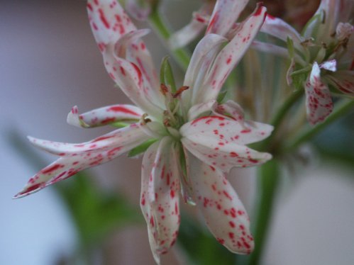 Gypsy Tartan - Stj�rnpelargoner.