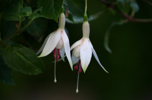 Happy Weddingday - H�ngande Fuchsia.