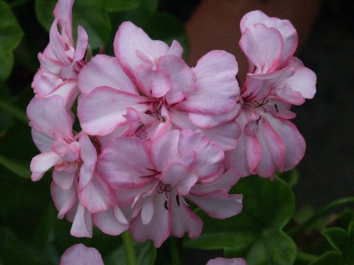 Harlequin Picotee - H�ngpelargoner.