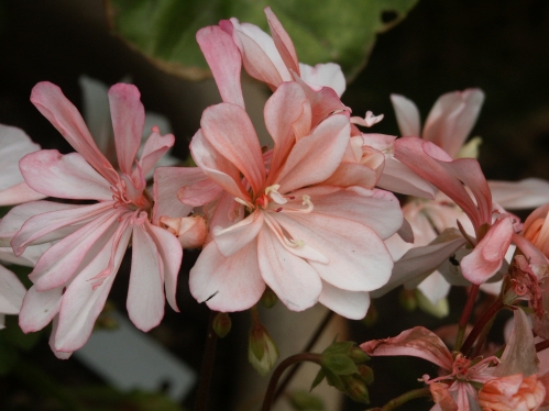 Harleqvin Suzanne - Mini- och Dv�rgpelargoner.