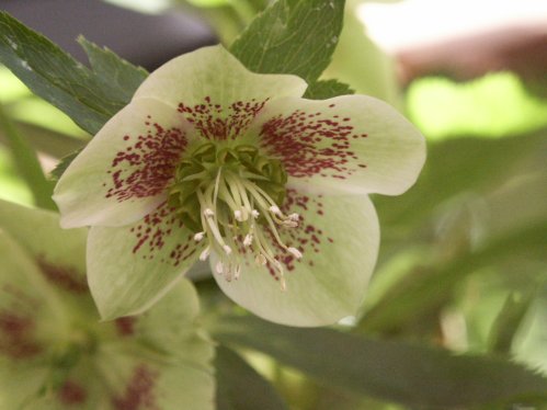 Helleborus - �vrigt.