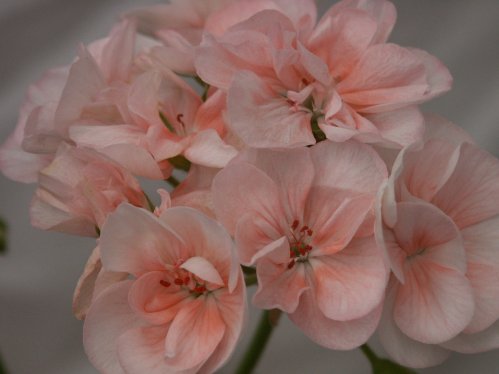 Highfields Attracta - Zonalpelargoner.