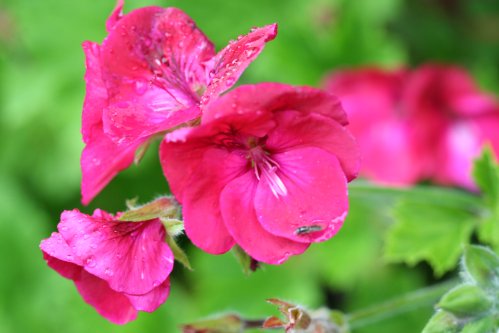 Hindoo - Unikpelargoner.