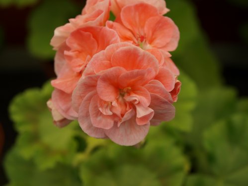 Holbrook - Gyllenbladiga pelargoner.