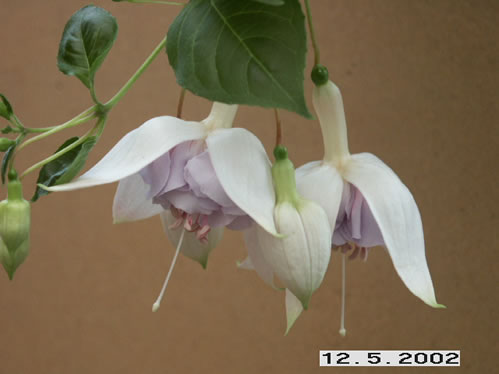 Hollys Beauty - H�ngande Fuchsia.