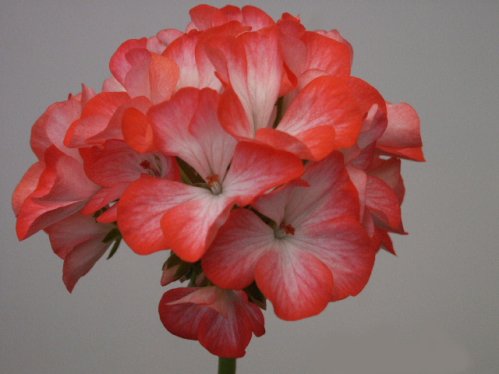 Hollywood Star - Zonalpelargoner.