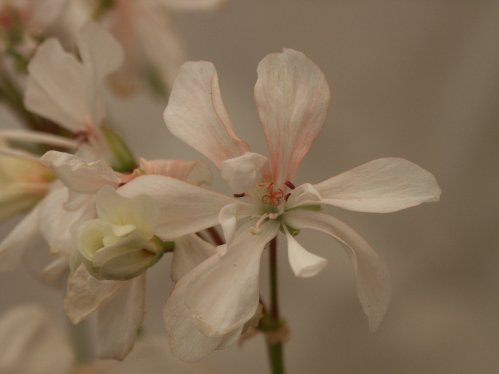 Honeywood Susanne - Mini- och Dv�rgpelargoner.