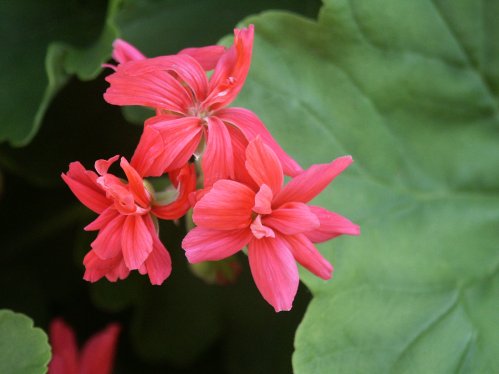 Hulda Conn - Kaktus- och Nejlikepelargoner .
