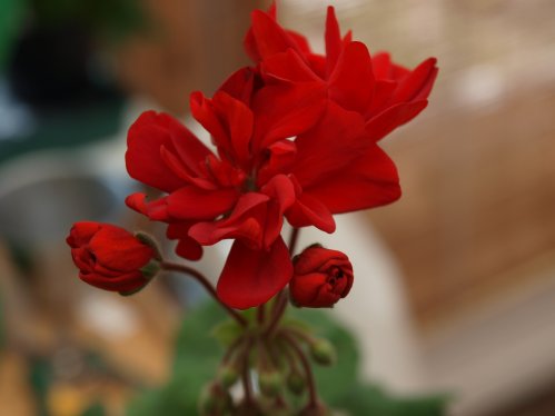 Ian Read - Mini- och Dv�rgpelargoner.