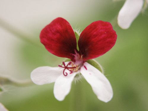 Islington Peppermint - Hybrider.