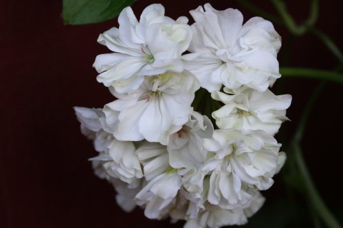Ivory Snow - Brokbladiga pelargoner .