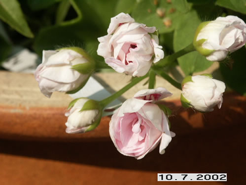 Jacky Gauld - H�ngpelargoner.
