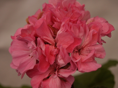 Jane Eyre - Mini- och Dv�rgpelargoner.
