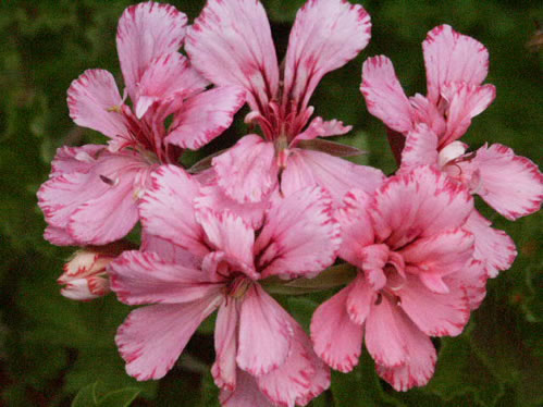 Jean Bart - H�ngpelargoner.