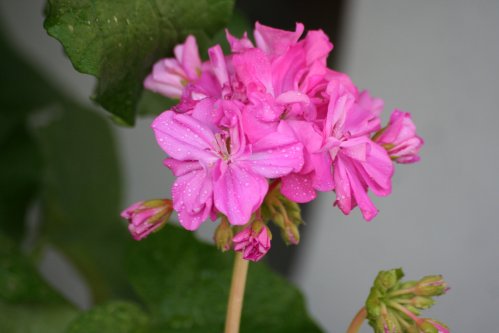 Jip�s Freda Burgess - Brokbladiga pelargoner .