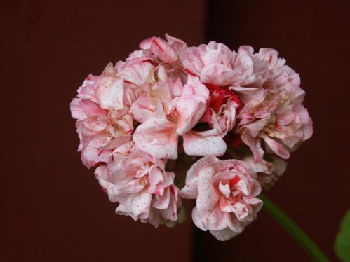 Joan Hall - �gg- och F�gel�ggspelargoner.