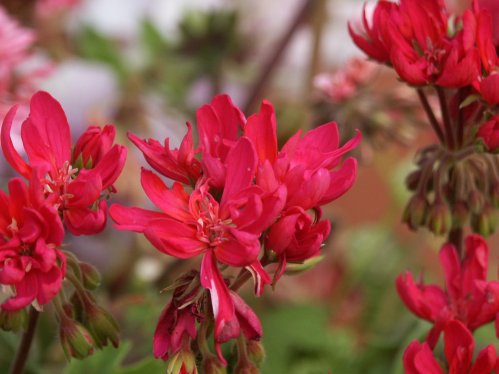 John Round - Stj�rnpelargoner.