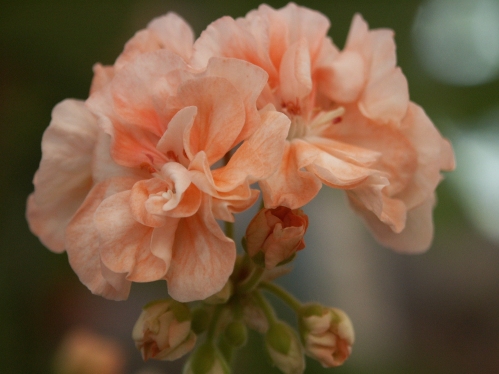 Johns Pride - Gyllenbladiga pelargoner.