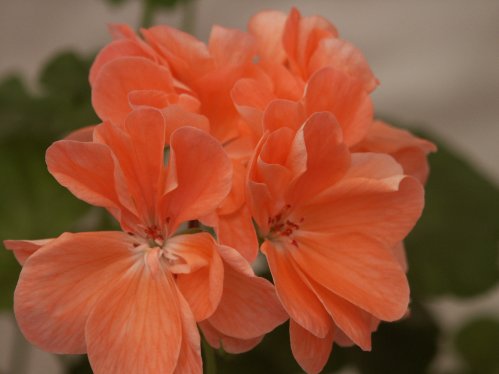 Julia - Zonalpelargoner.