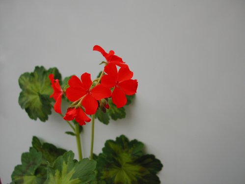 Jungle Leaf - Brokbladiga pelargoner .