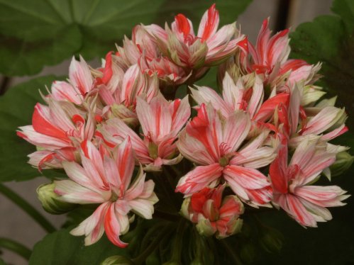 Kanariepelargon - Zonalpelargoner.