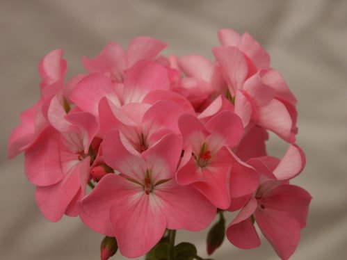 Karin i Gunbo - Zonalpelargoner.