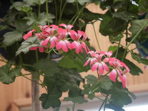 Kaskad - H�ngpelargoner.