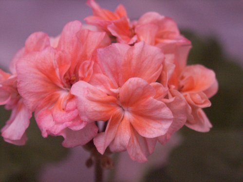 Keepsake - Mini- och Dv�rgpelargoner.