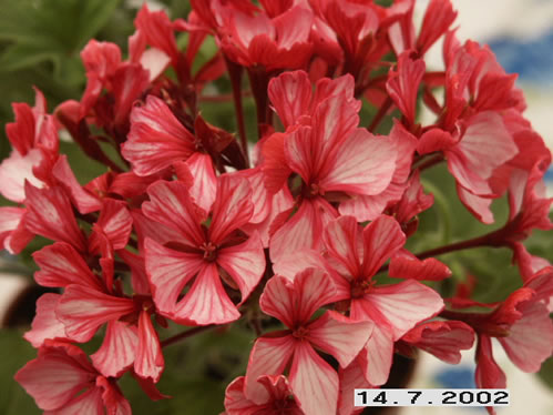 Kelette - Stj�rnpelargoner.