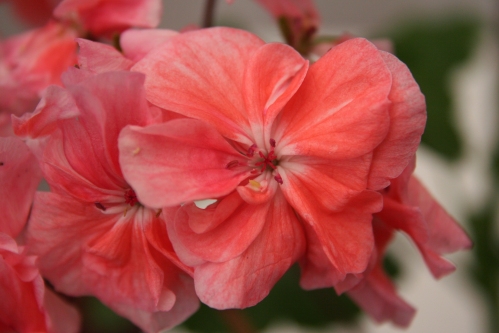 Kesgrave - Mini- och Dv�rgpelargoner.