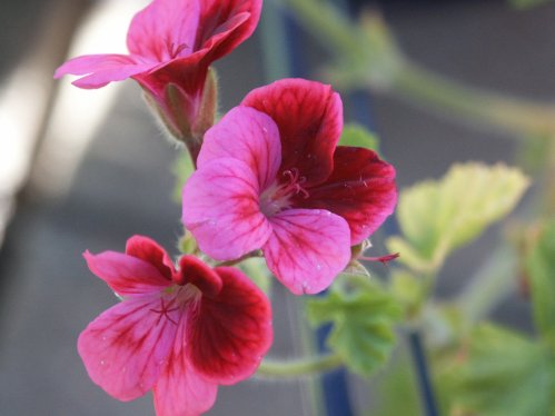 Key`s Unique - Unikpelargoner.