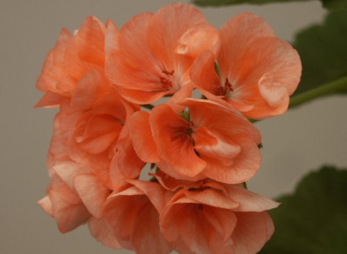 King of Denmark - Zonalpelargoner.