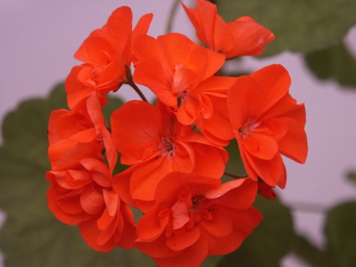 Kisa - Zonalpelargoner.