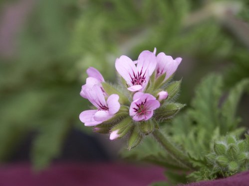 Kordicum - Doftpelargoner.