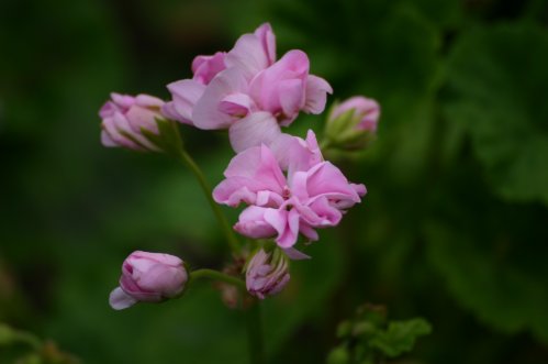 Lady Ilchester - Zonalpelargoner.