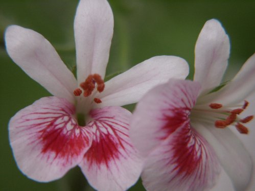 Lady Mary - Doftpelargoner.