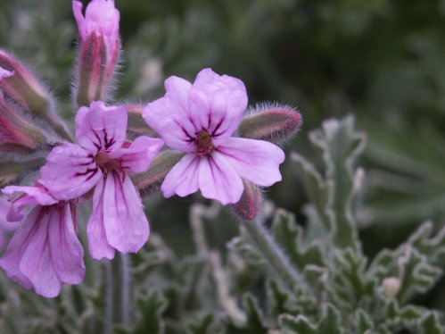 Lady Plymouth - Doftpelargoner.